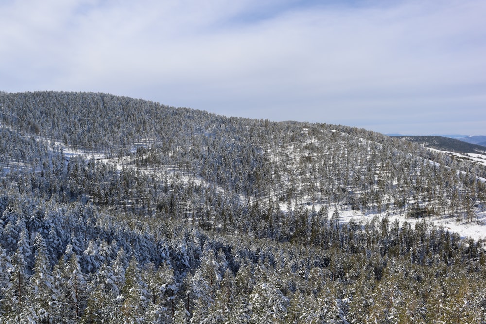 uma montanha coberta de neve com muitas árvores