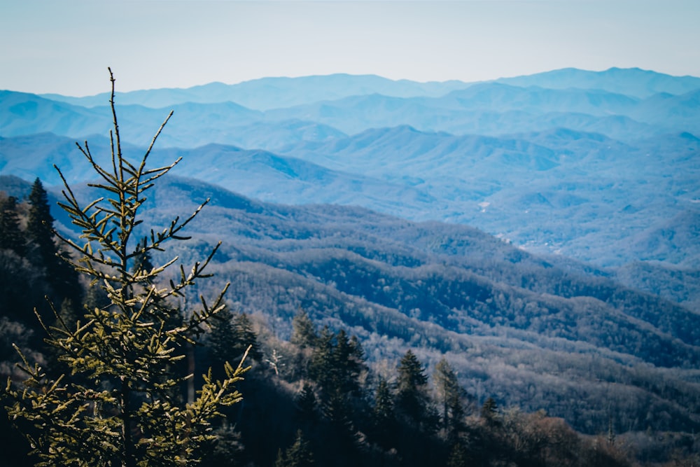 a view of a mountain range with a pine tree in the foreground