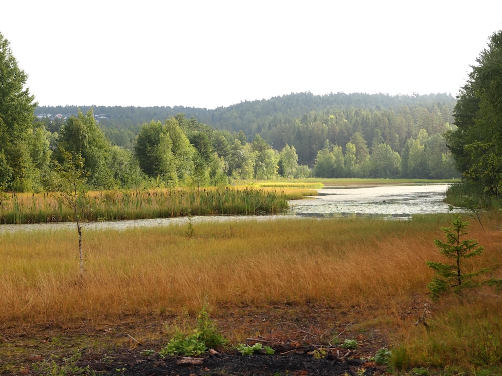 a grassy field with trees and water in the background