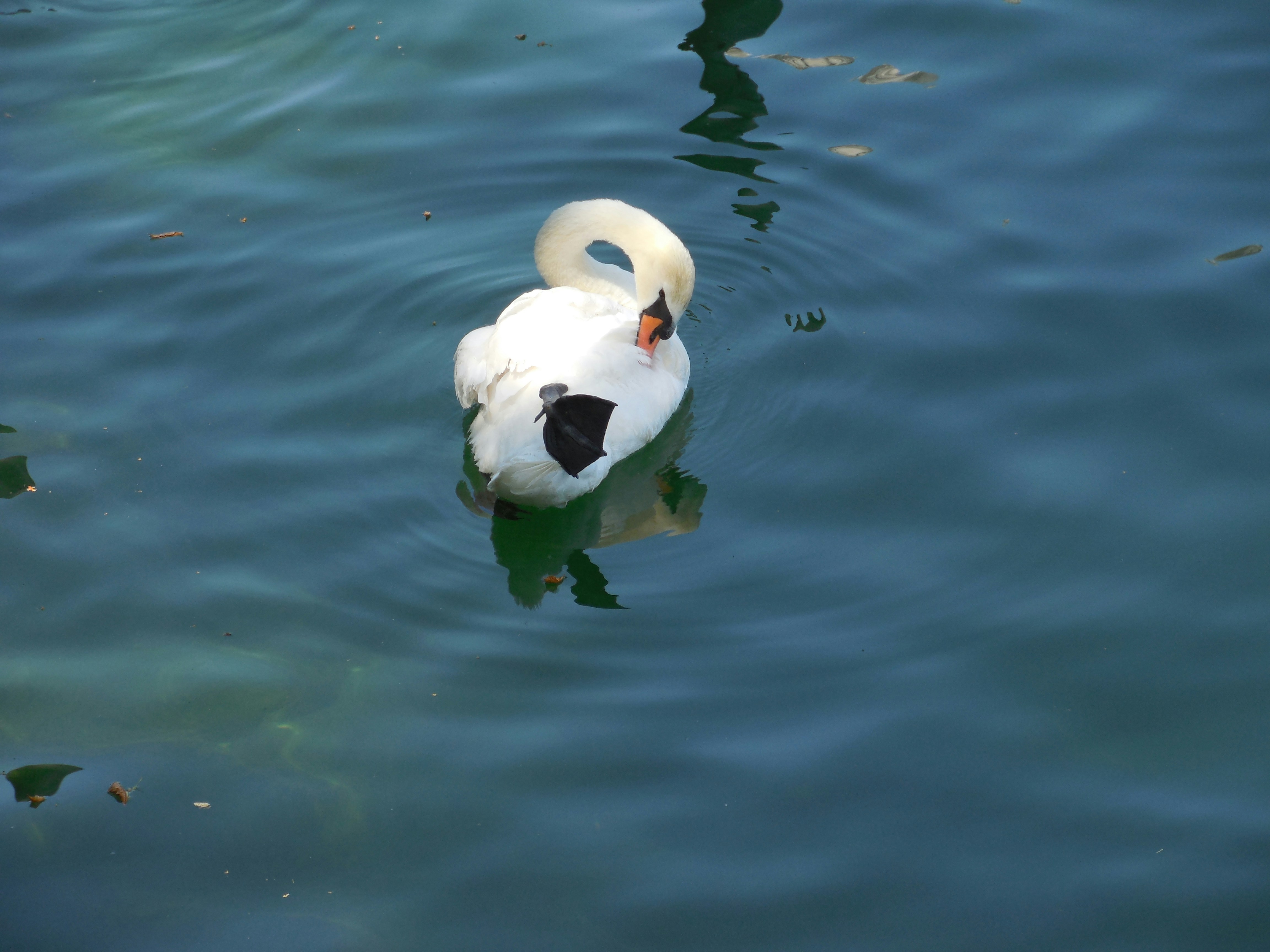 Photo by olesia_libra