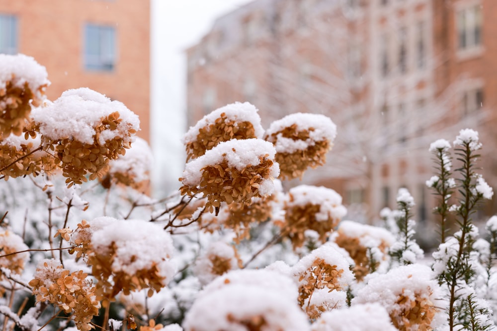 a bunch of snow covered plants in front of a building