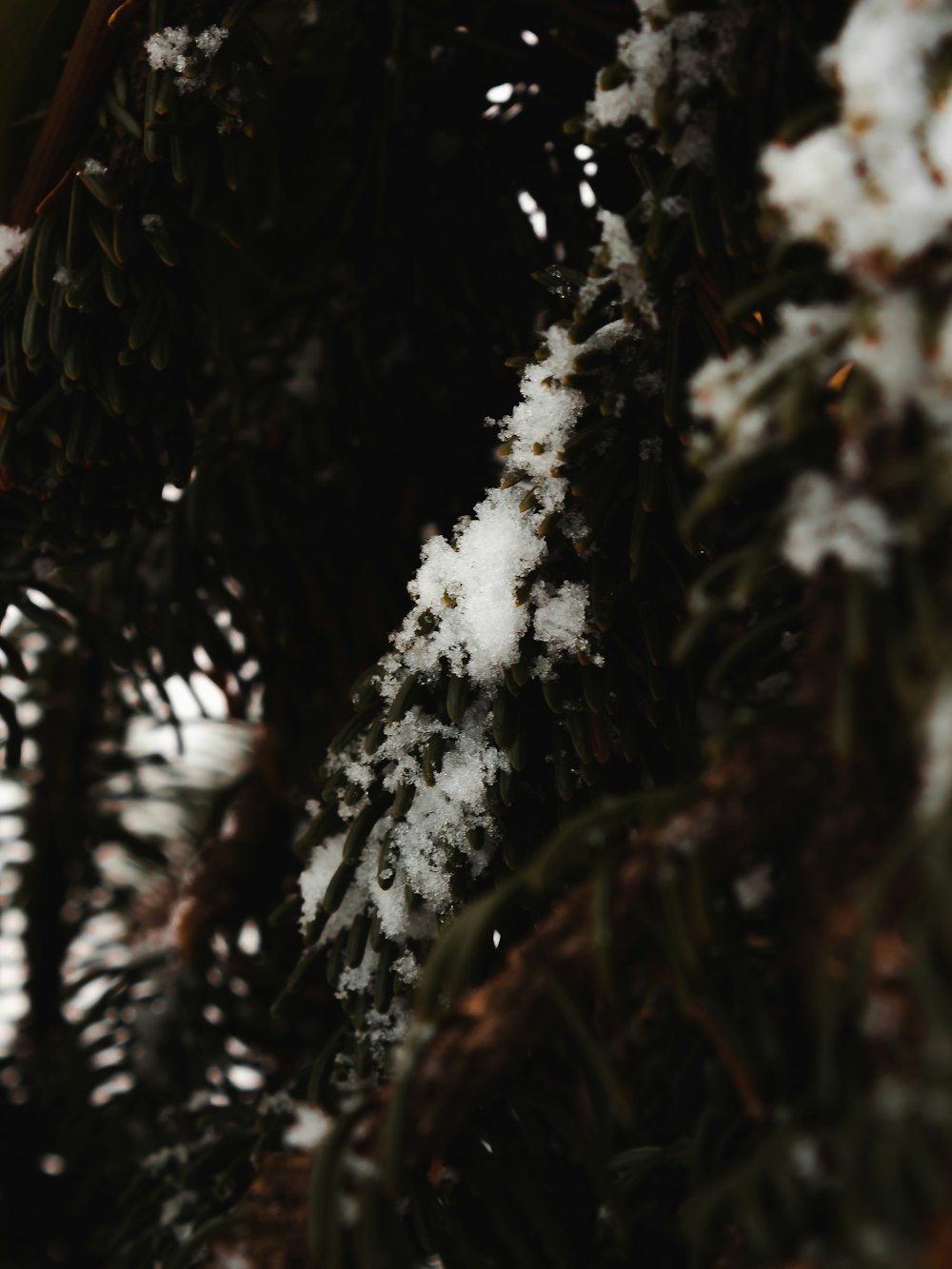 a close up of snow on a pine tree