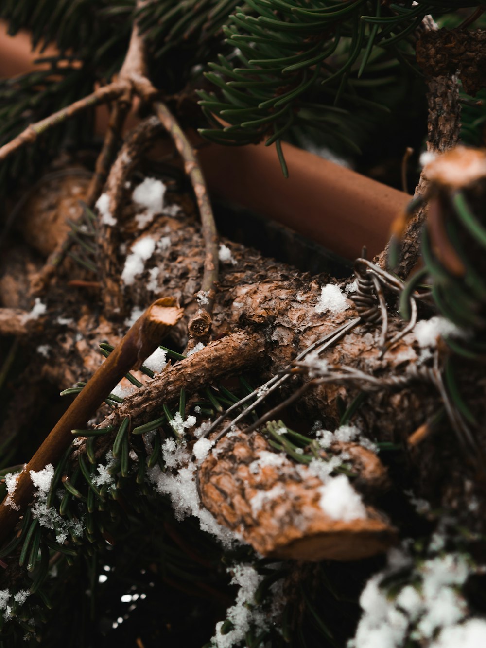 a close up of a pine tree with snow on it