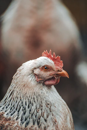 a close up of a chicken with a blurry background
