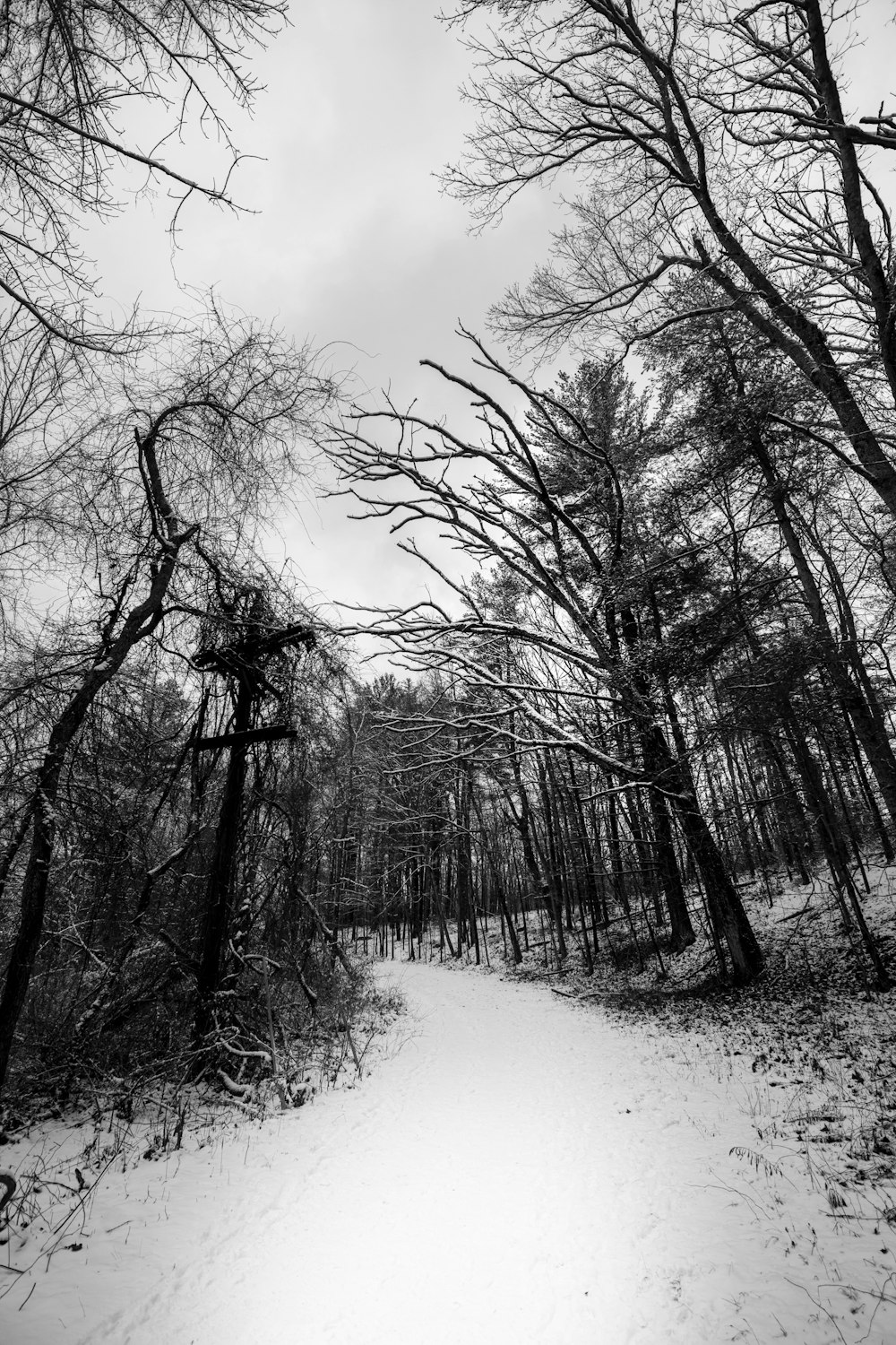 a snow covered path through a forest filled with trees