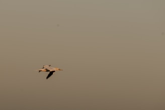 A soft, minimalist illustration of a paper airplane gently flying over a calm, neutral-toned background.