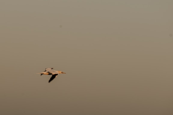 A soft, minimalist illustration of a paper airplane gently flying over a calm, neutral-toned background.