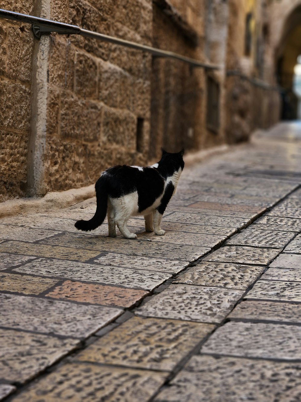 a black and white cat walking down a street
