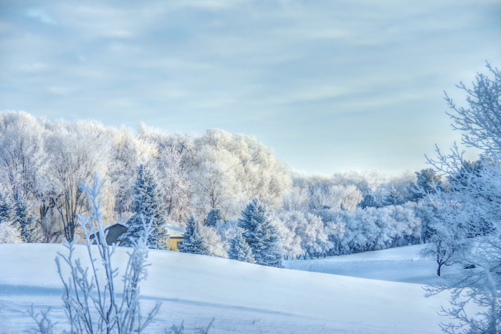 a snow covered field with trees in the background