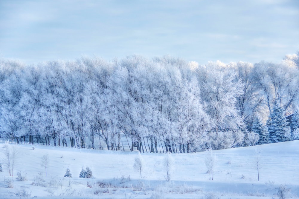 a snow covered field with trees in the background