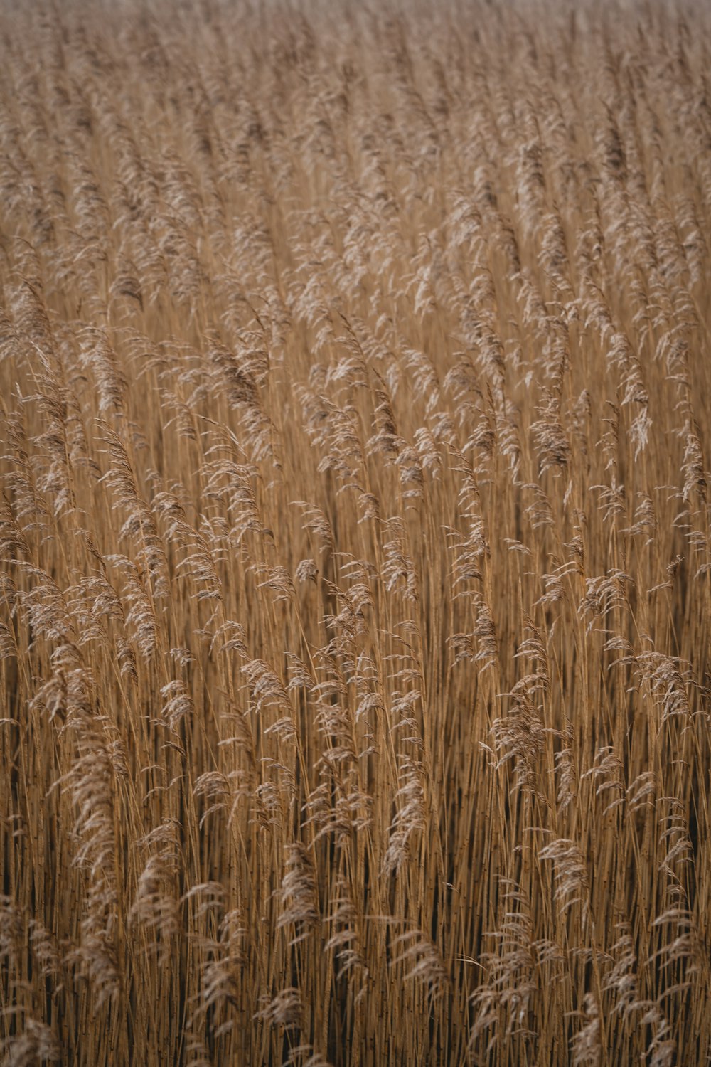 a field of tall brown grass with a sky in the background