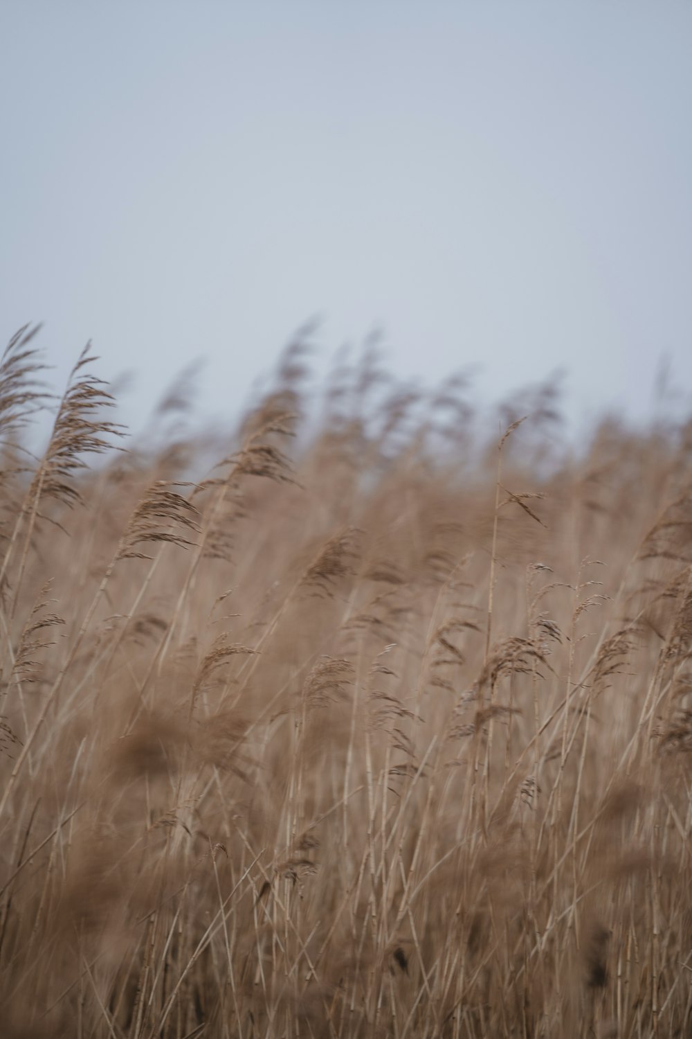 a field full of tall brown grass under a blue sky