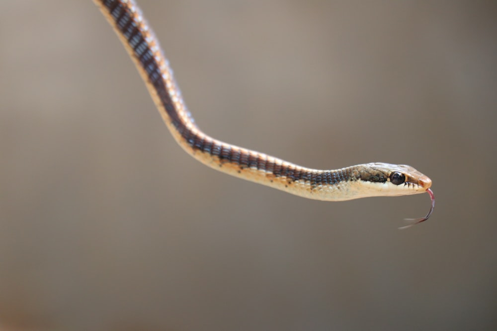 a close up of a snake on a branch