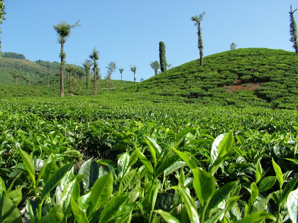 a field of tea plants with a hill in the background