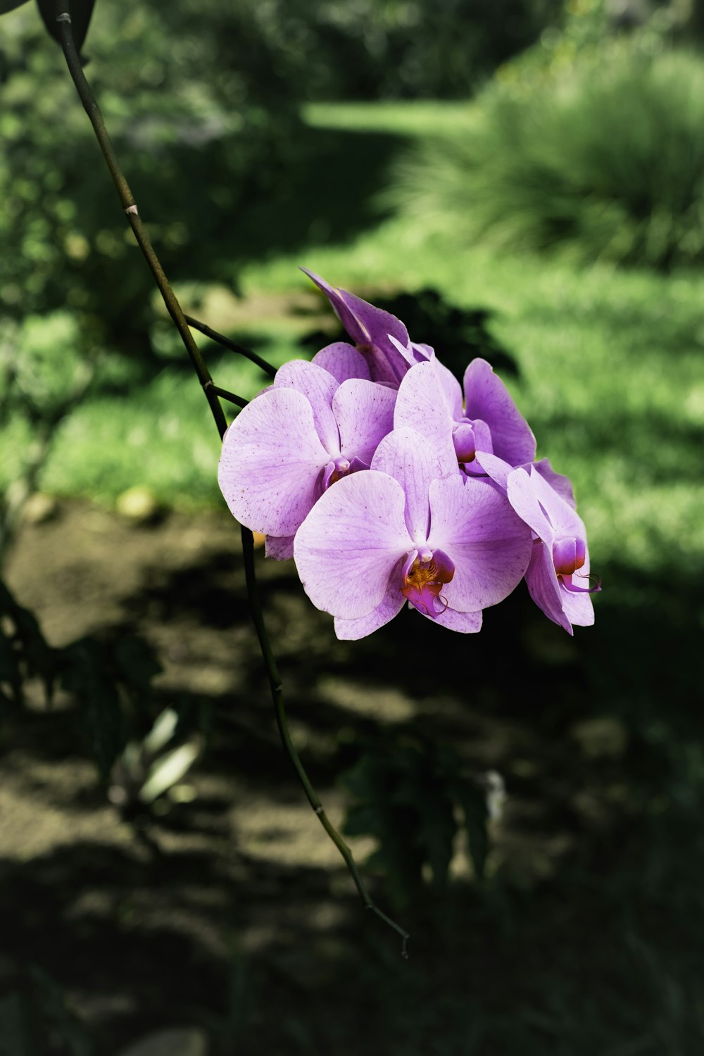 a purple flower is blooming in a garden