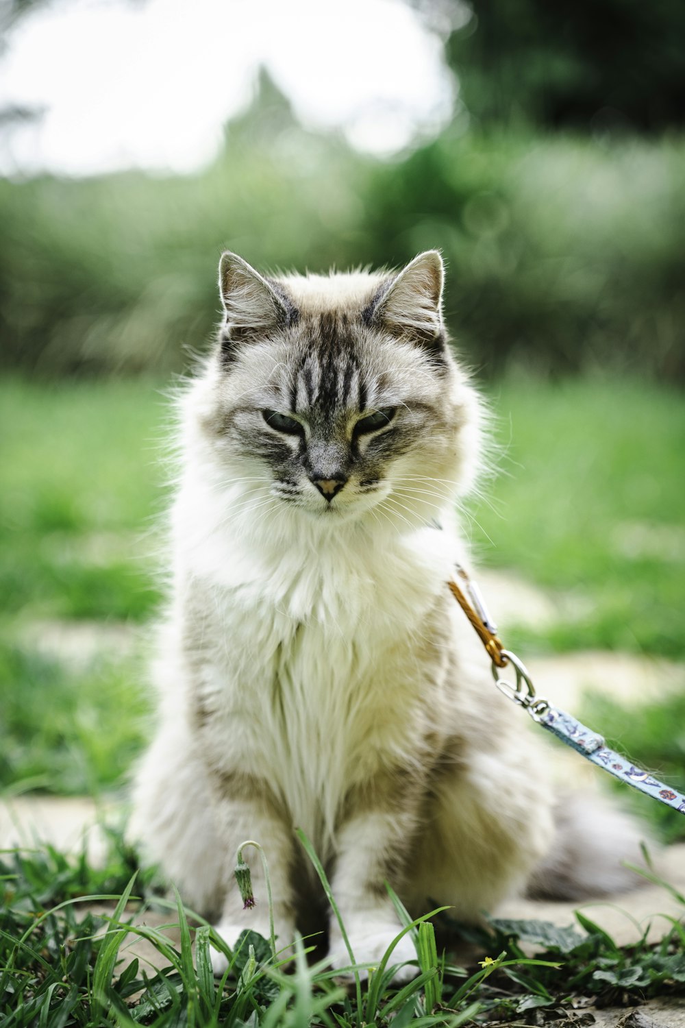 a cat sitting on the ground with a leash