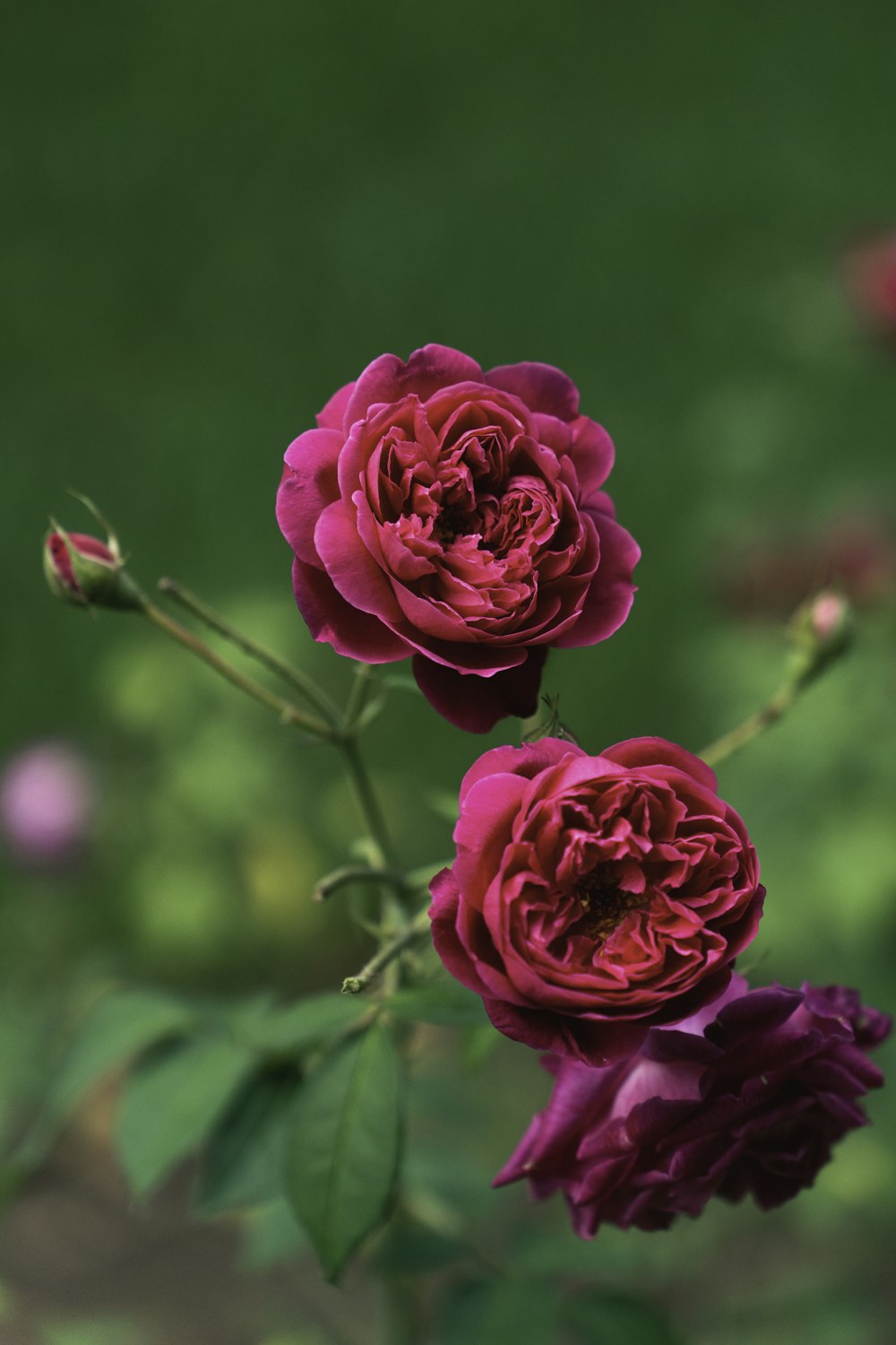 a close up of a pink flower on a stem