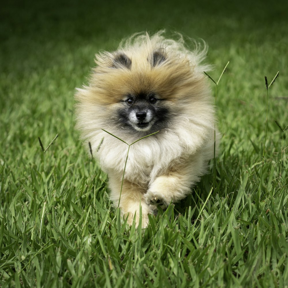 a small dog is running through the grass