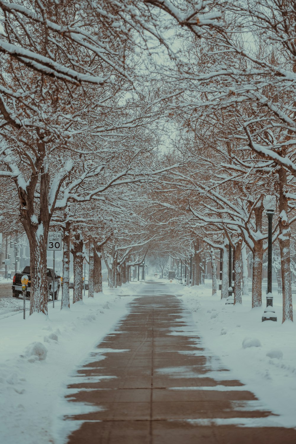 a snowy street lined with trees and street signs