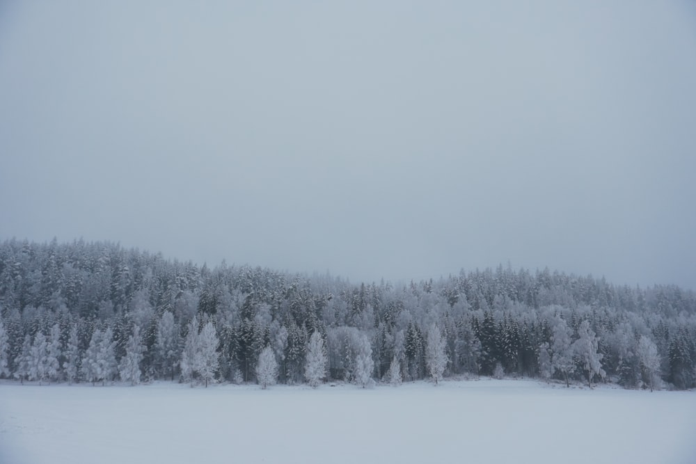 a snow covered field with trees in the background