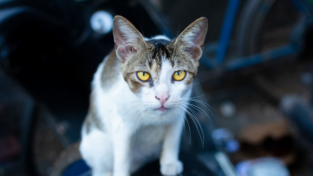 a close up of a cat on a motorcycle