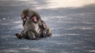 Two pigtail monkeys grooming each other gently under dappled sunlight in their outdoor enclosure.