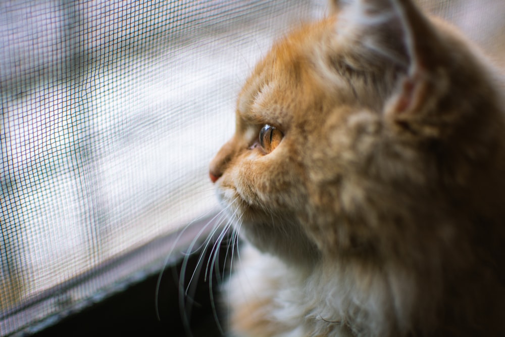 a close up of a cat looking out a window