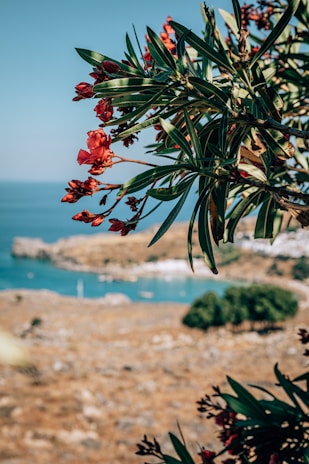 a tree with red flowers in front of a body of water