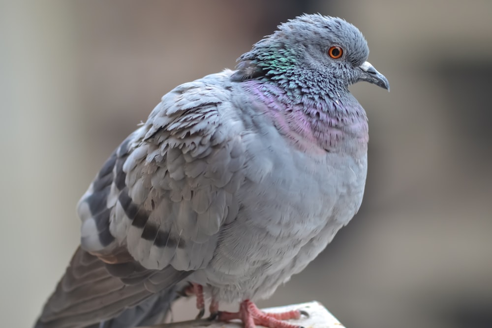a close up of a pigeon on a ledge