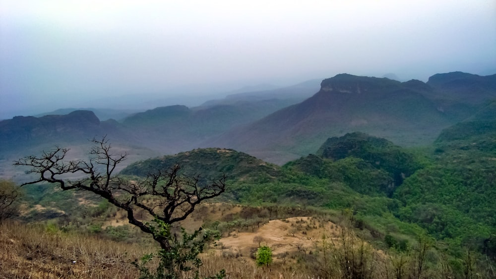 a view of a mountain range with a tree in the foreground