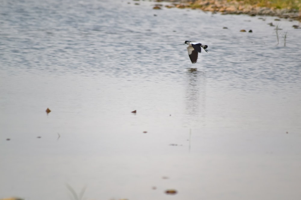 a bird flying over a body of water