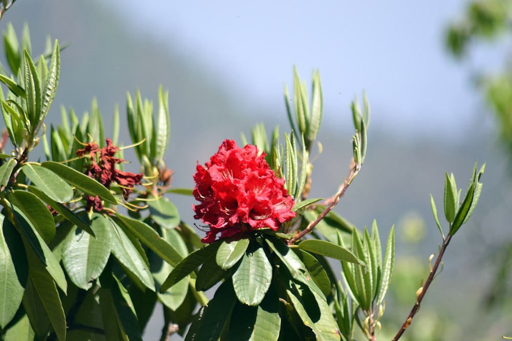 a red flower is blooming on a tree branch