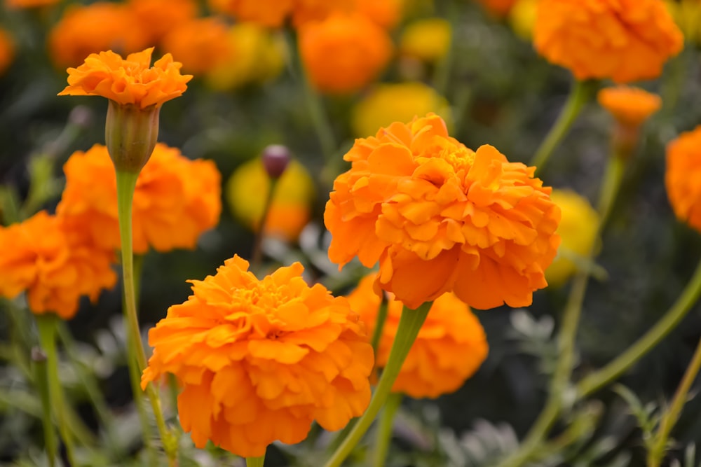 a bunch of orange flowers in a field