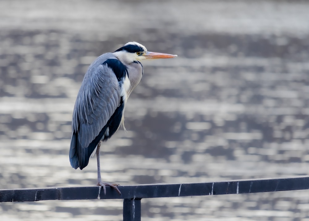 a bird is standing on a railing by the water