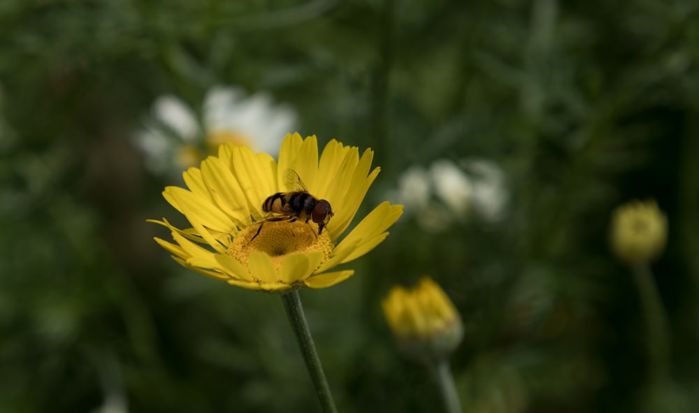 a bee sitting on top of a yellow flower