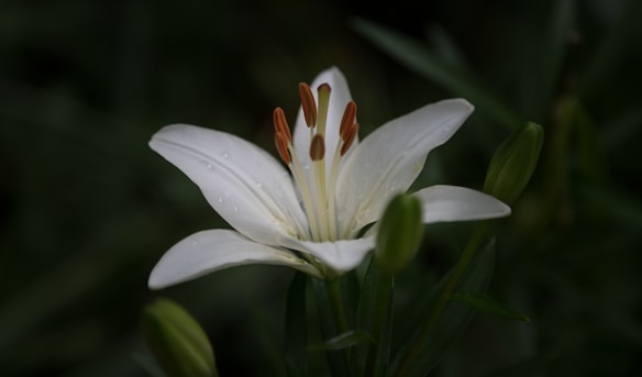 A white lily flower with water droplets on its petals is surrounded by green buds and leaves. The flower's stamens are prominently displayed in the center, featuring an orange hue. The background is dark and blurred, highlighting the flower.
