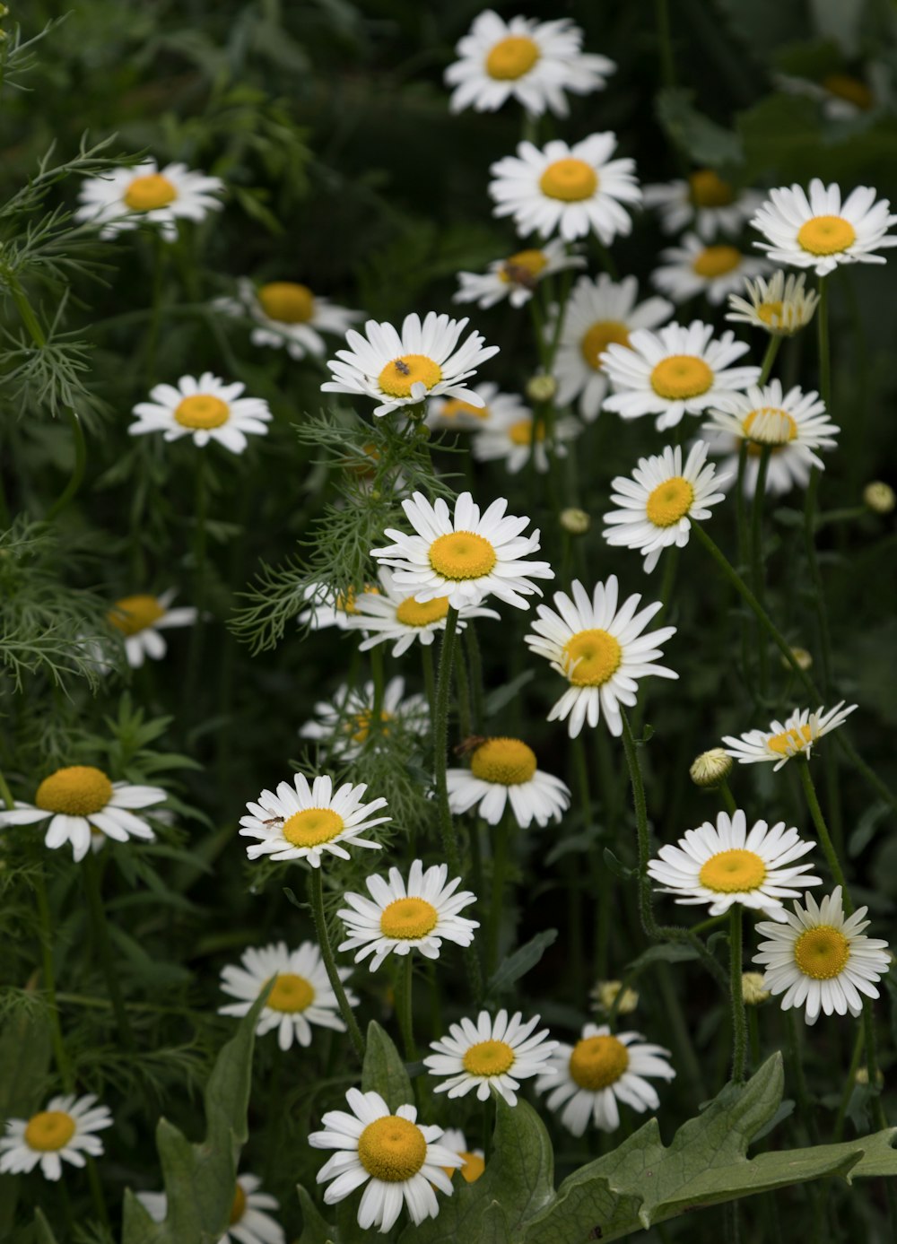 a field full of white and yellow flowers