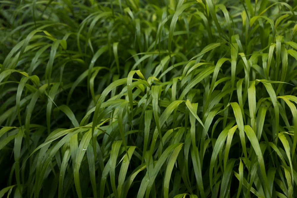 a field of green grass with lots of leaves