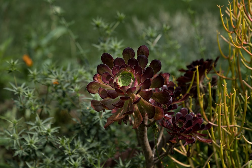 a close up of a flower in a field