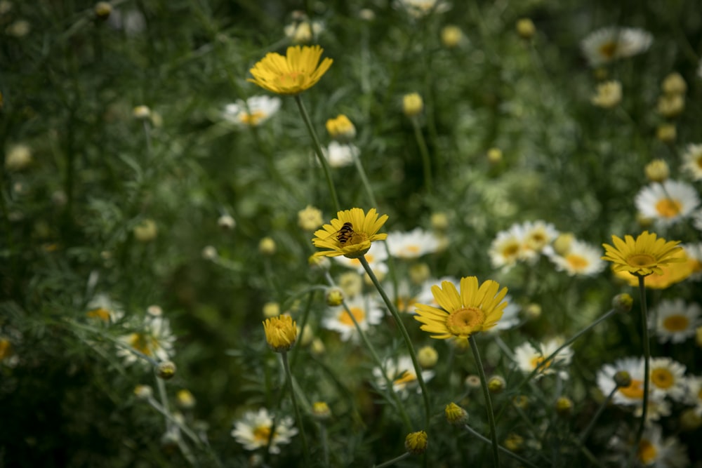 a bunch of yellow and white flowers in a field