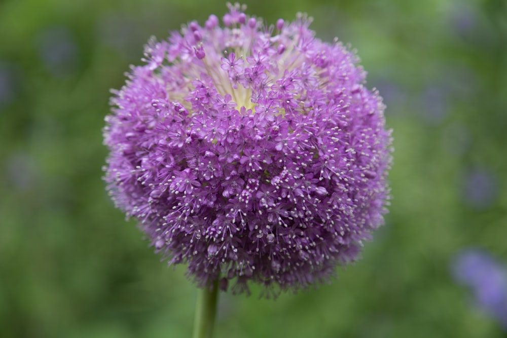 a close up of a purple flower with blurry background