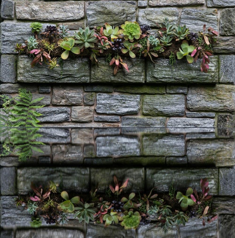 a brick wall with plants growing on it