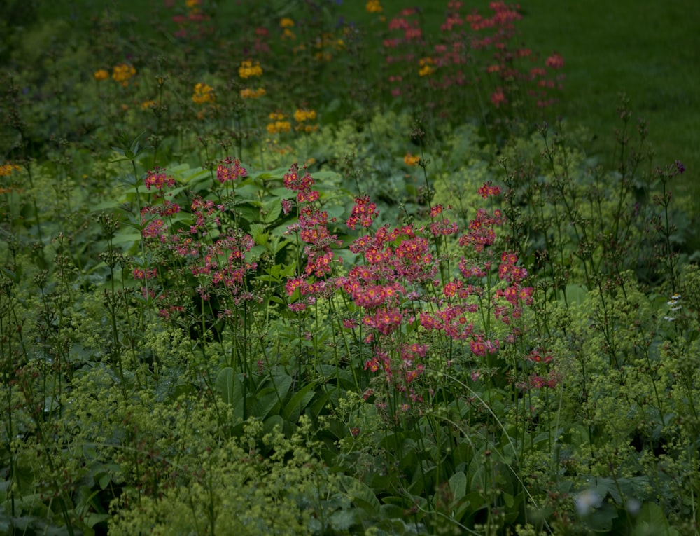 a bunch of flowers that are in the grass