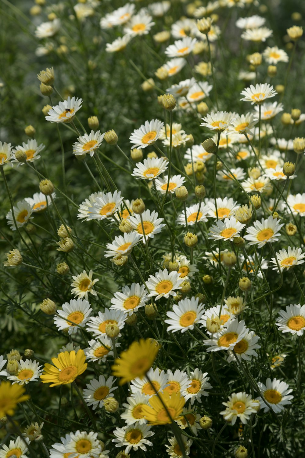 a bunch of white and yellow flowers in a field