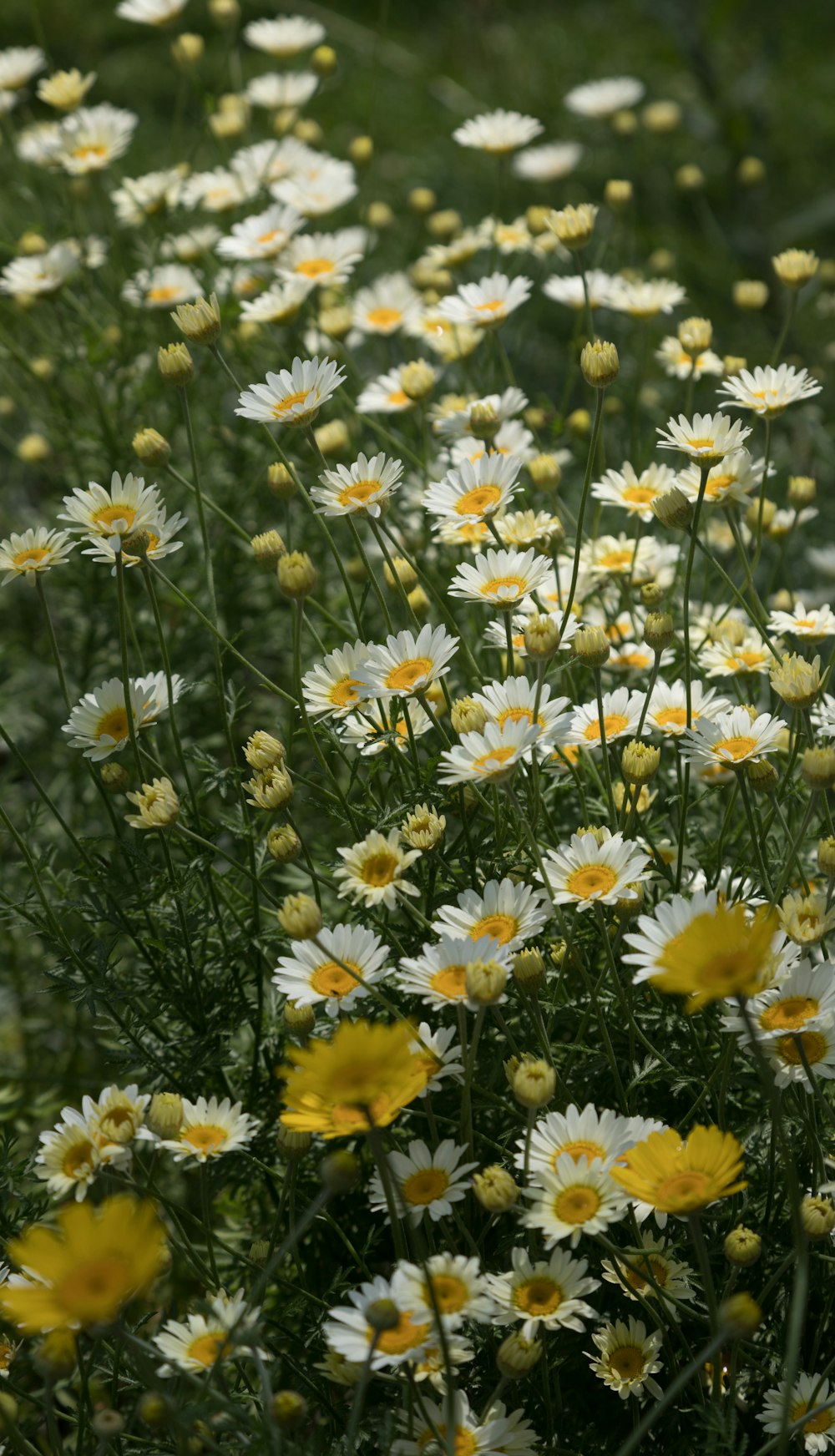 a bunch of white and yellow flowers in a field