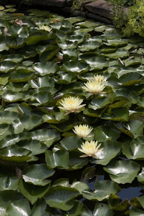 A beautifully maintained ornamental lake with floating lilies and a stone border