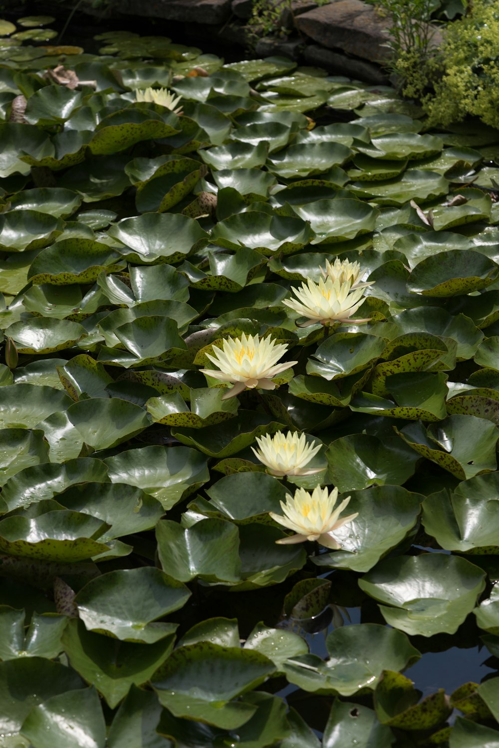 a pond filled with lots of water lilies