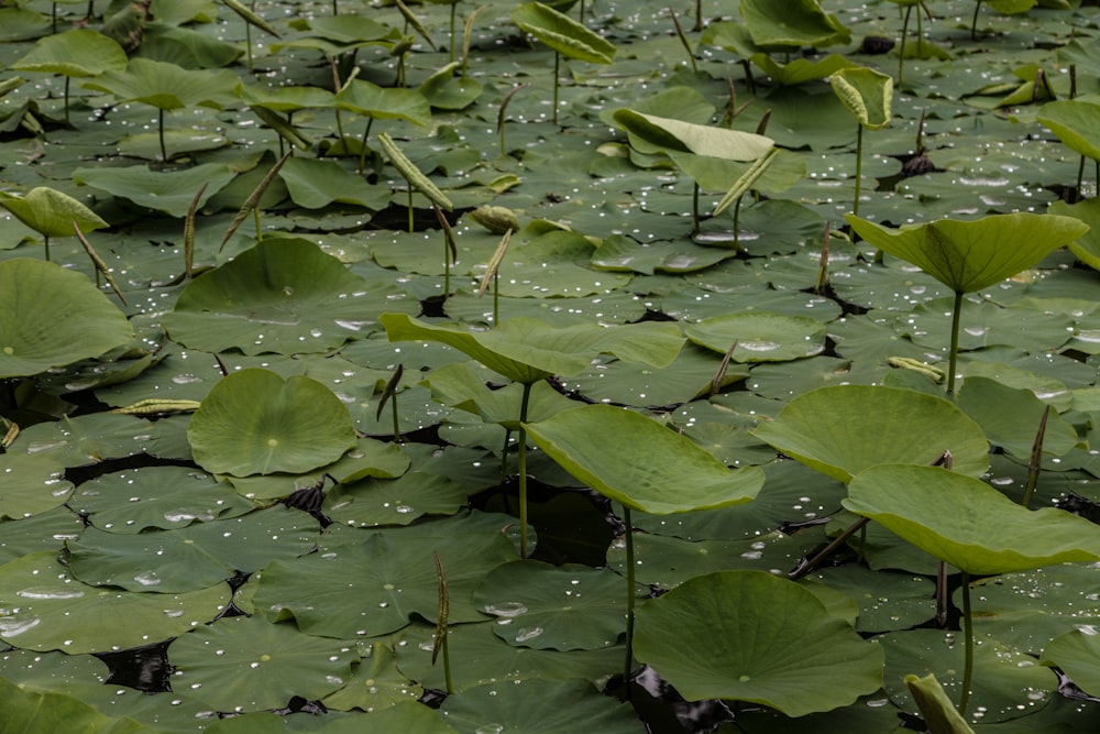 a field of water lilies with drops of water on them