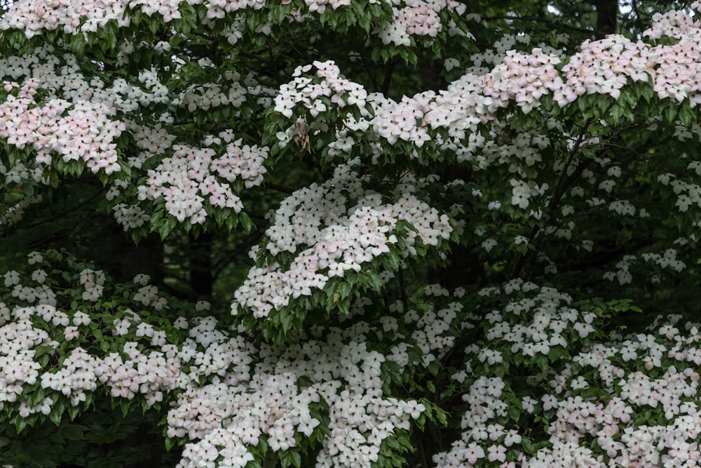 a close up of a tree with white flowers