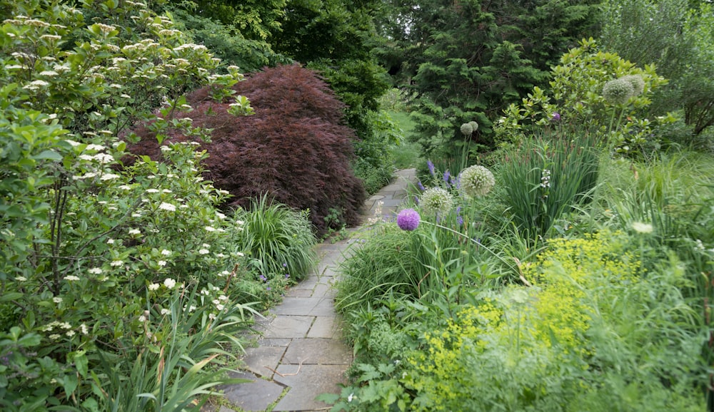 a path through a lush green forest filled with flowers